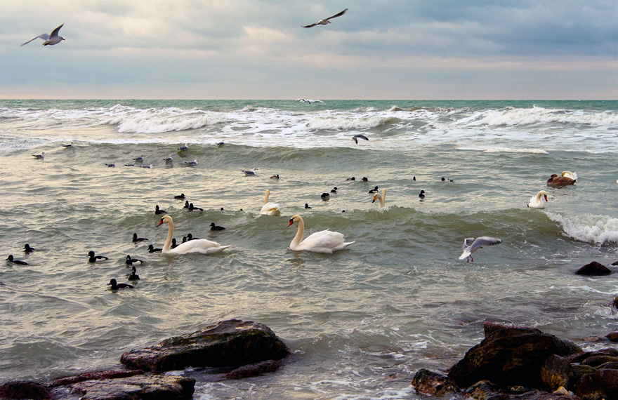Birds-caspian-sea2
