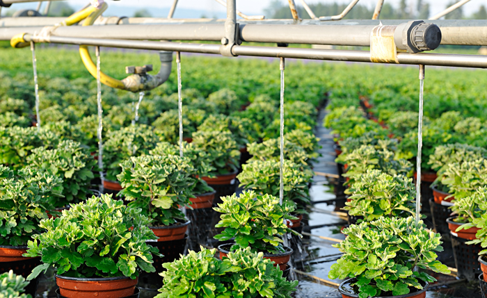 water-direct-irrigation