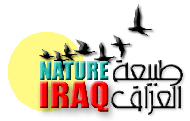 nature-iraq-bird-logo